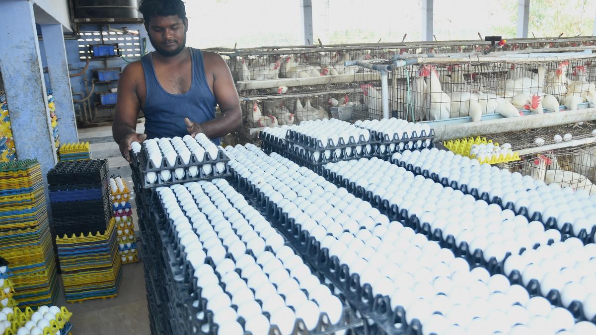 Egg price increases as summer hits production in Namakkal