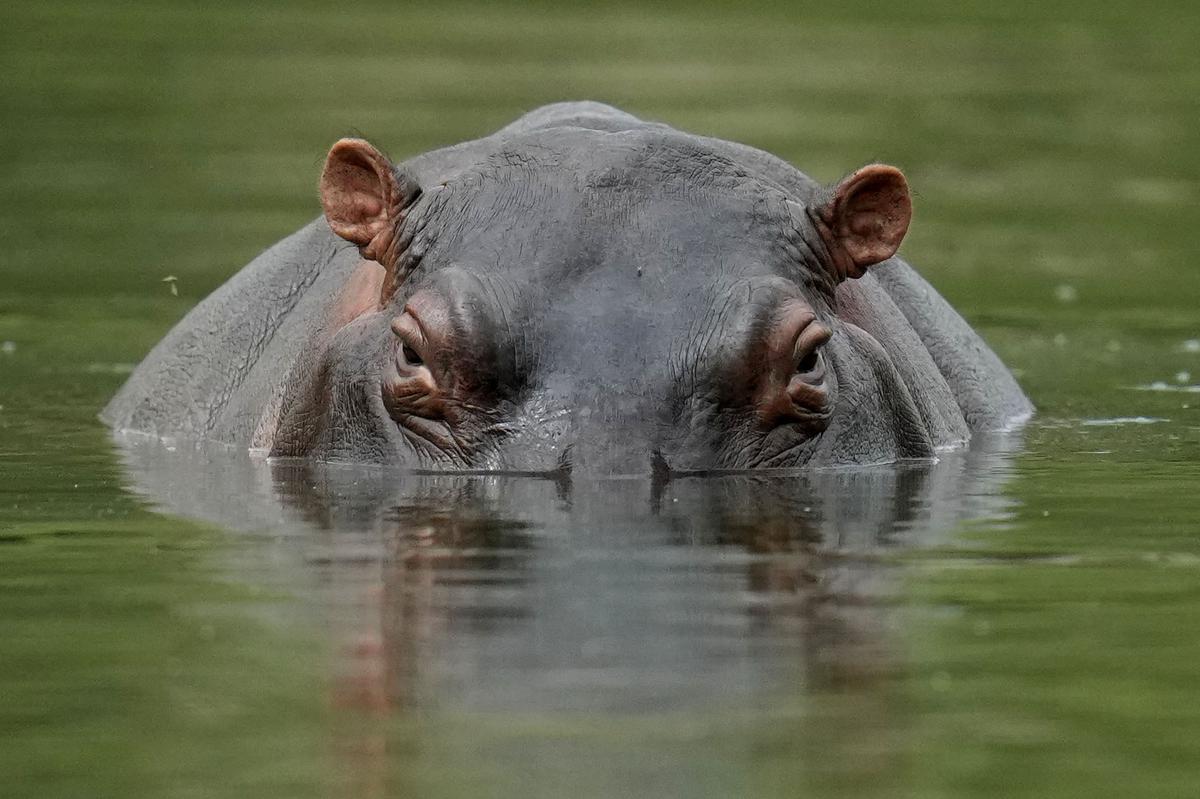 UN wildlife conference ends with protection for 500 species