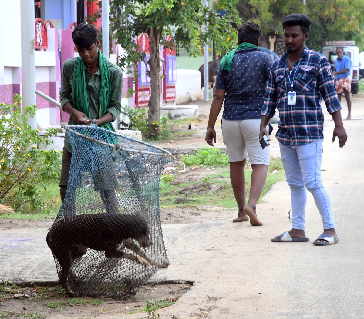 71 stray dogs sterilised, vaccinated in Thoothukudi