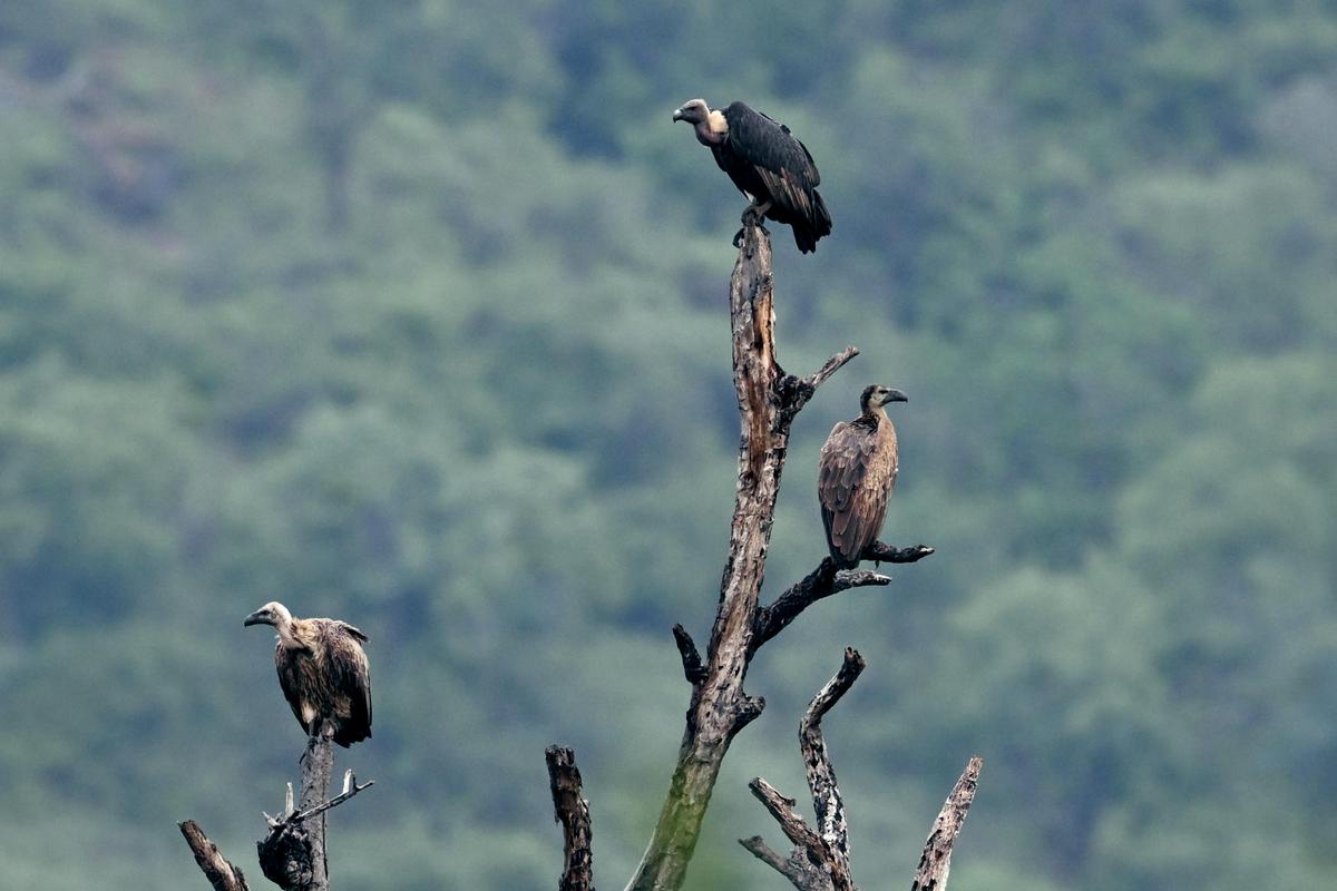 Vulture Safe Zones to be established in T.N., Forest department tells  Madras High Court - The Hindu