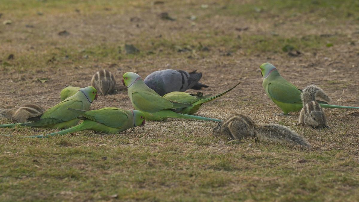 Government sanctions ₹ 19.5 crore for rescue, treatment and rehabilitation centre for wildlife near Coimbatore