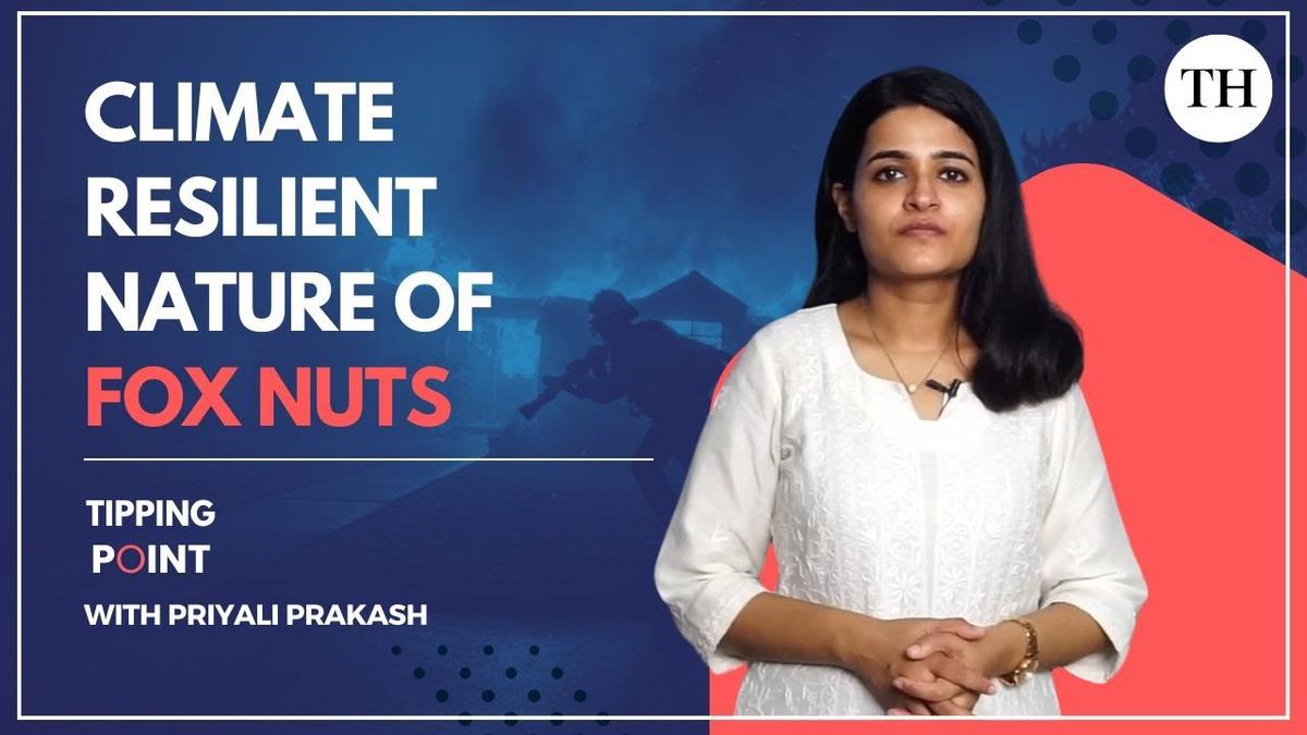 Watch: Climate resilient nature of fox nuts
