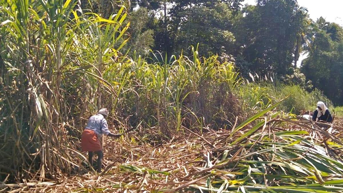 India sugar crop woes create opportunity for Al Khaleej refinery