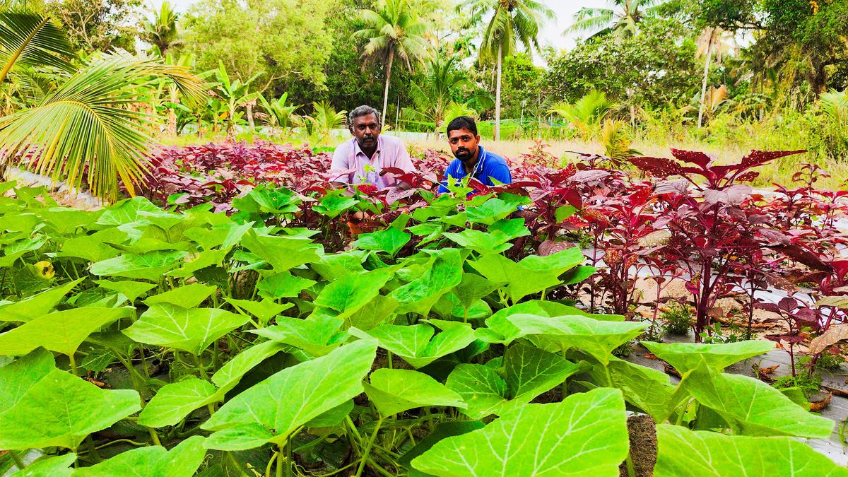 तिरुवनंतपुरम : डुओ ने उच्च वेतन वाली नौकरियां छोड़ीं, खाने के लिए सुरक्षित सब्जी की खेती में सफलता हासिल की