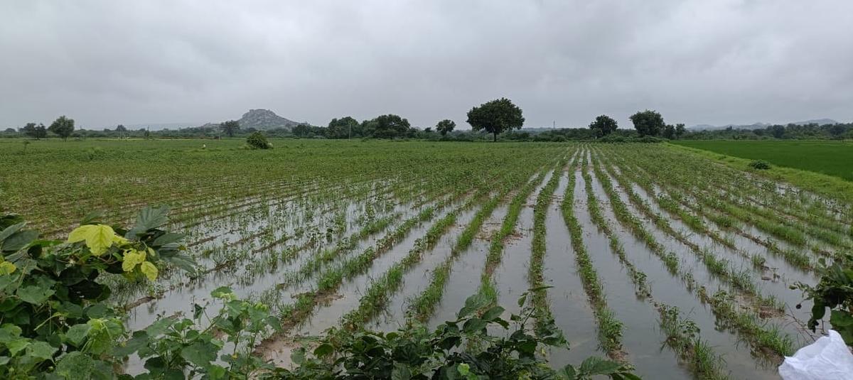 Streams in spate inundated agriculture fields.