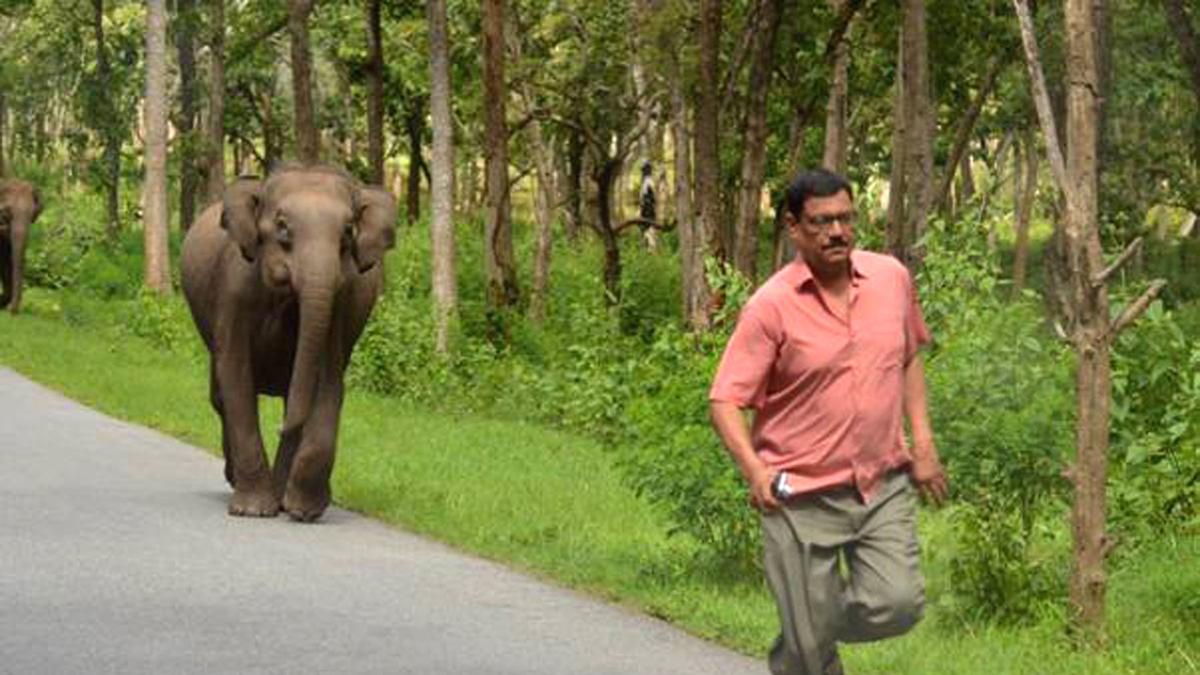 Tourist attacked by elephant taking selfie in Bandipur forest
