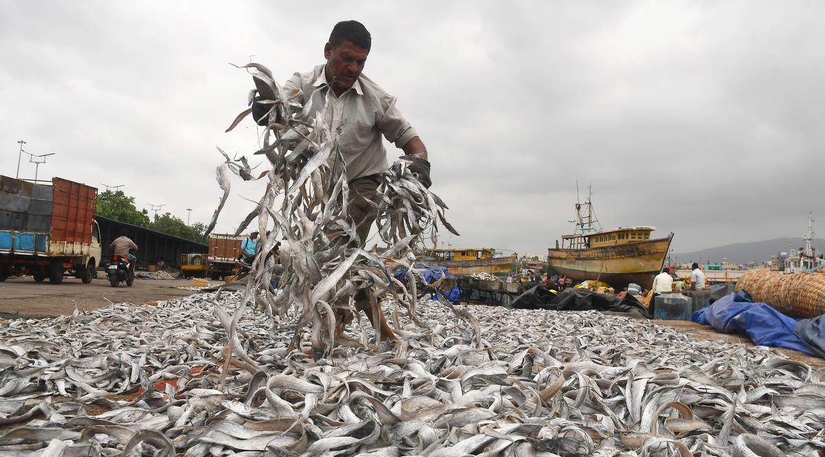 A fisherman drying the fish at the Fishing Harbour in Visakhapatnam. The fisherman got a bounty after their first voyage after the long fishing holiday.  