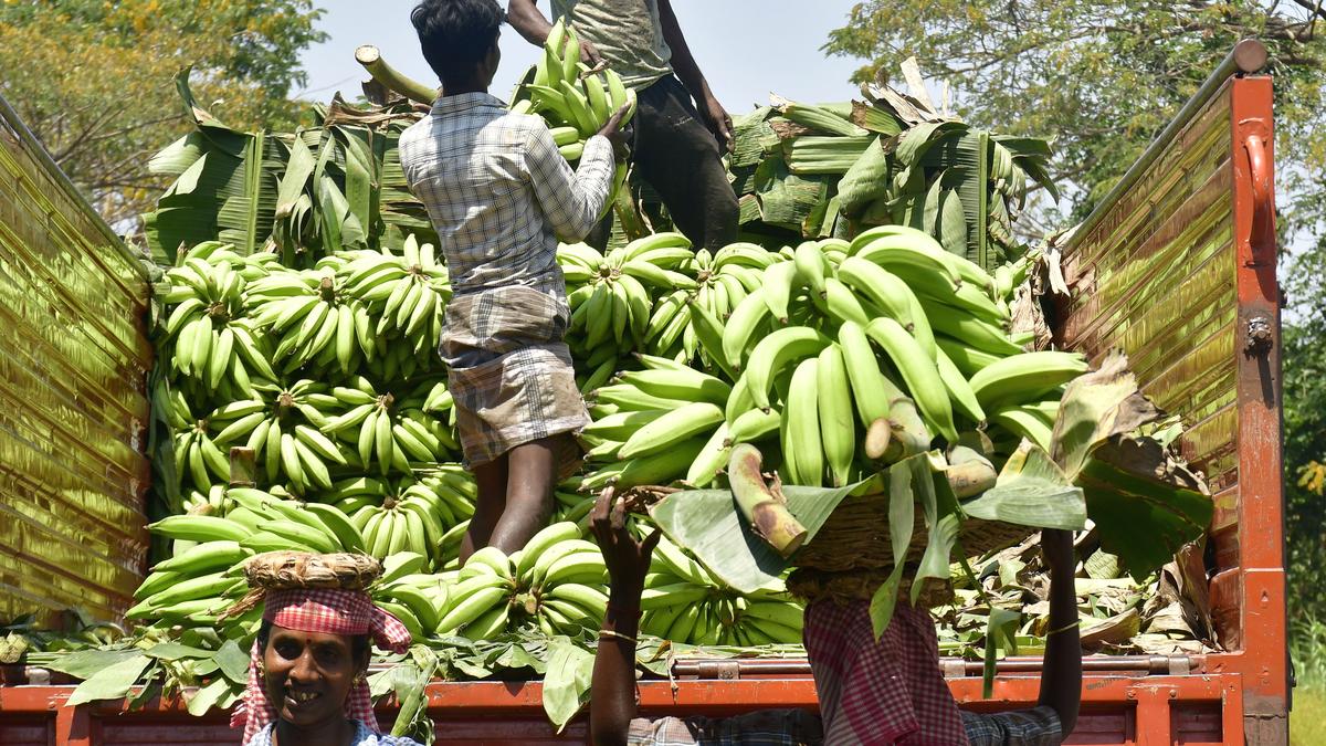 Arun Nehru demands cold storage at Musiri to help banana farmers