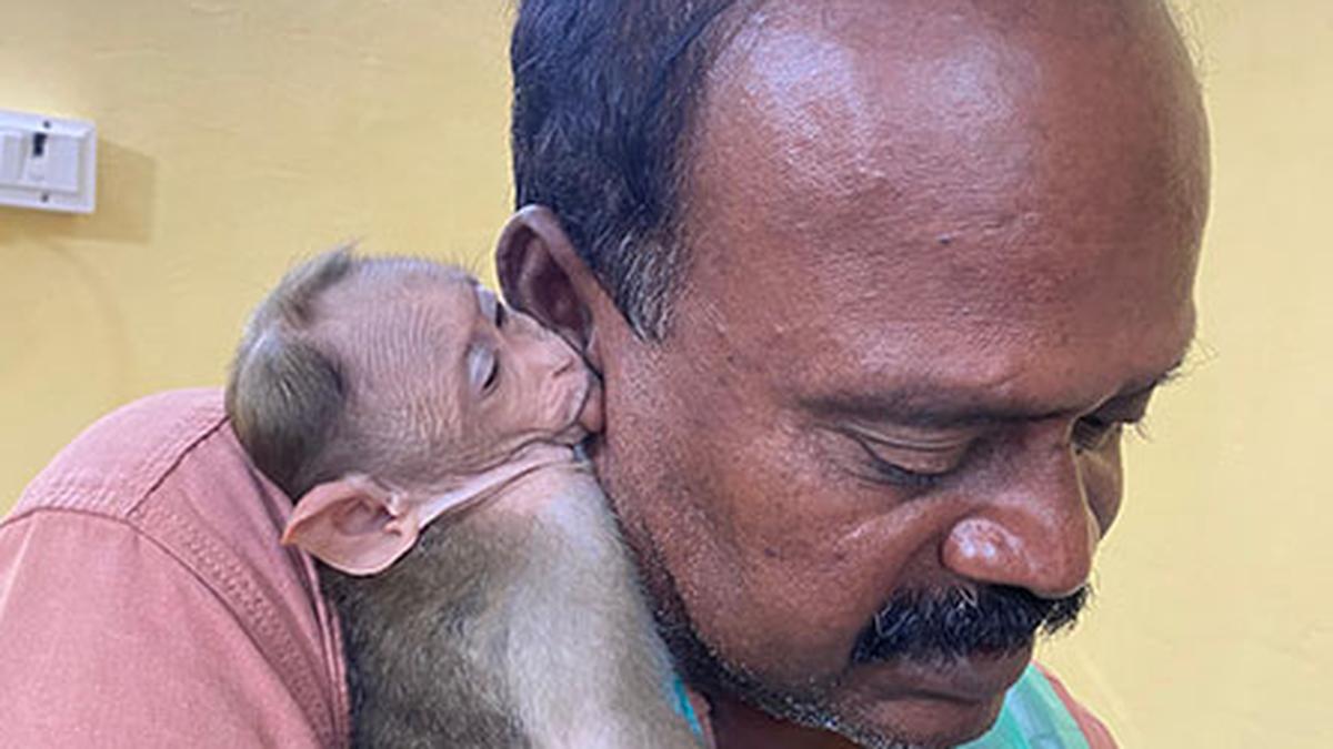 Baby monkey is government property, says Madras High Court