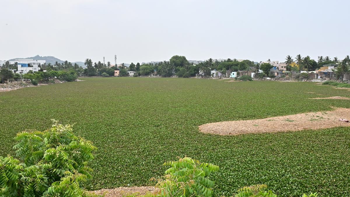 Nemilichery lake descending into sewage, overrun by water hyacinth