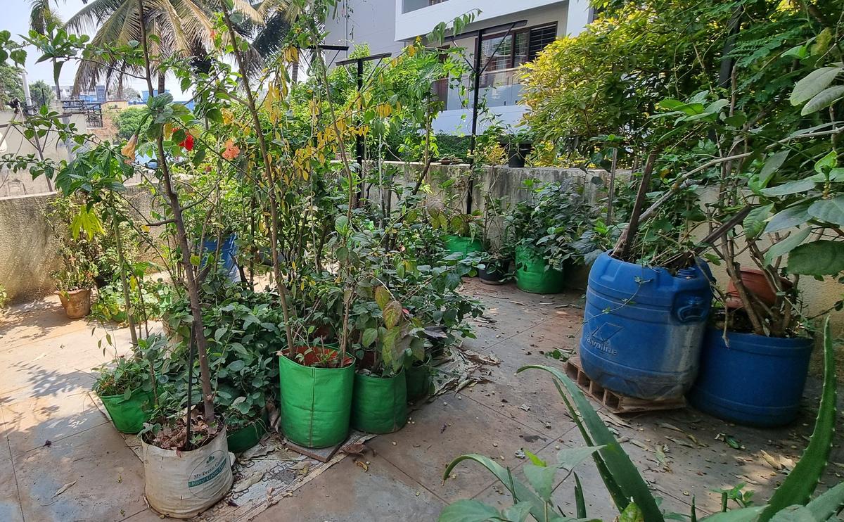 Sushma Rao’s home garden that uses used water.