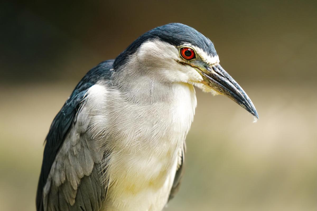 The black-crowned night heron clicked by Ishan Shanavas