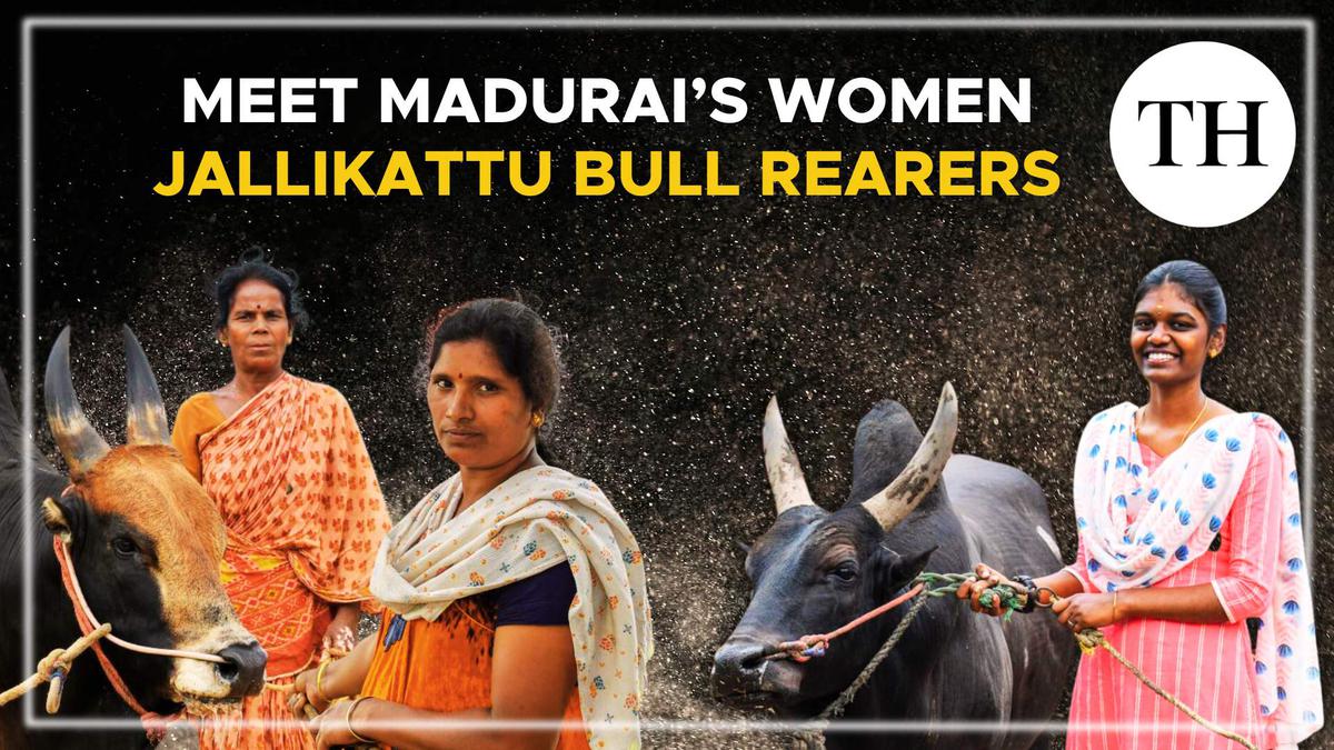 Watch |  Meet Madurai’s women jallikattu bull rearers 