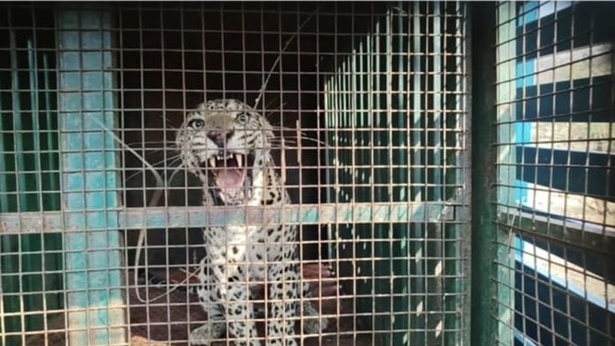 Leopard captured after livestock attacks in Erode district