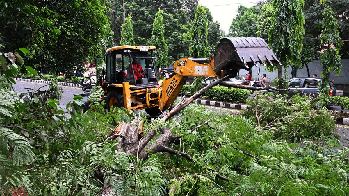 GVMC clears trees uprooted in gale on war-footing