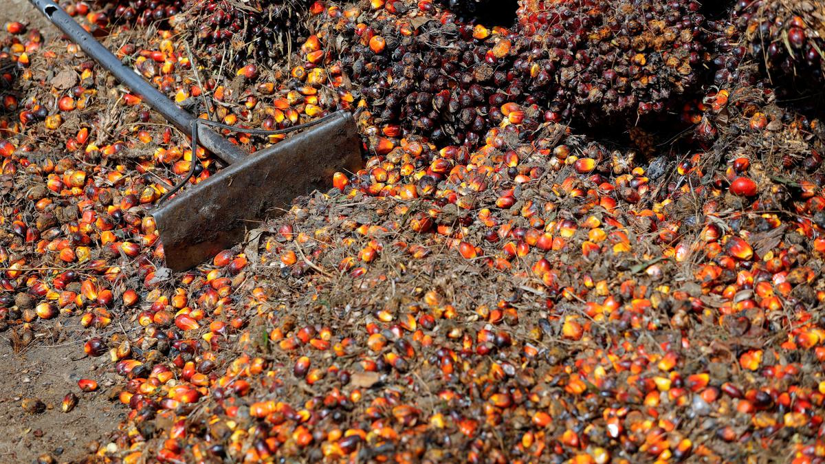 India’s palm oil plans fail to account for climate change