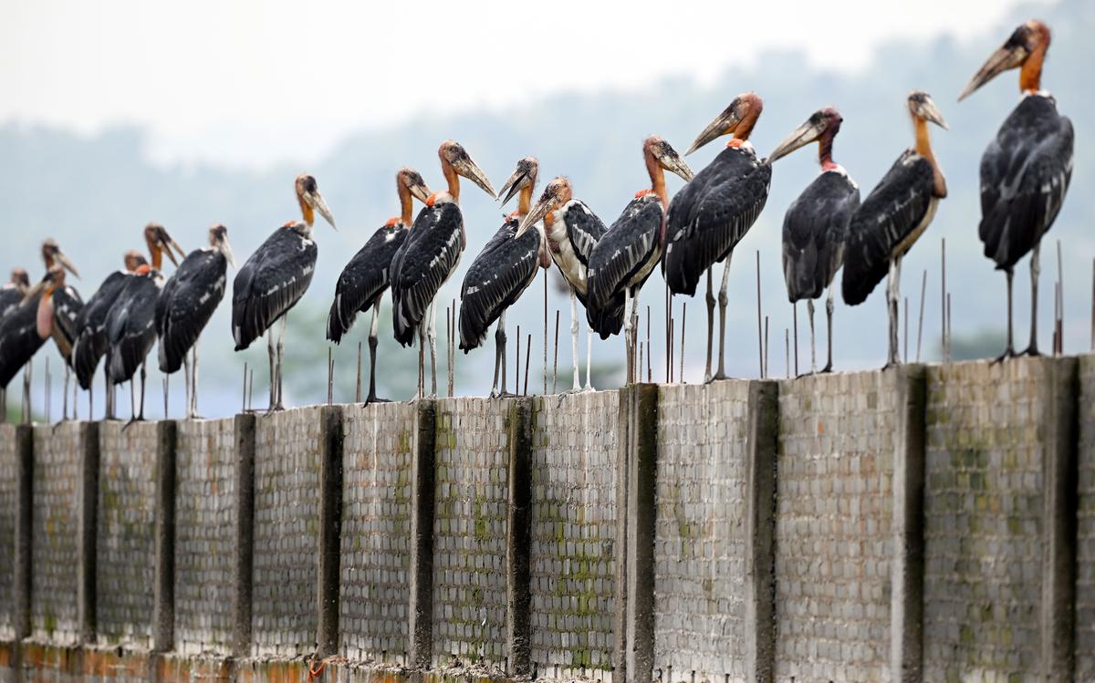 Greater Adjutant Storks near the Dipper Bell Wild Life Sanctuary in Guwahati.