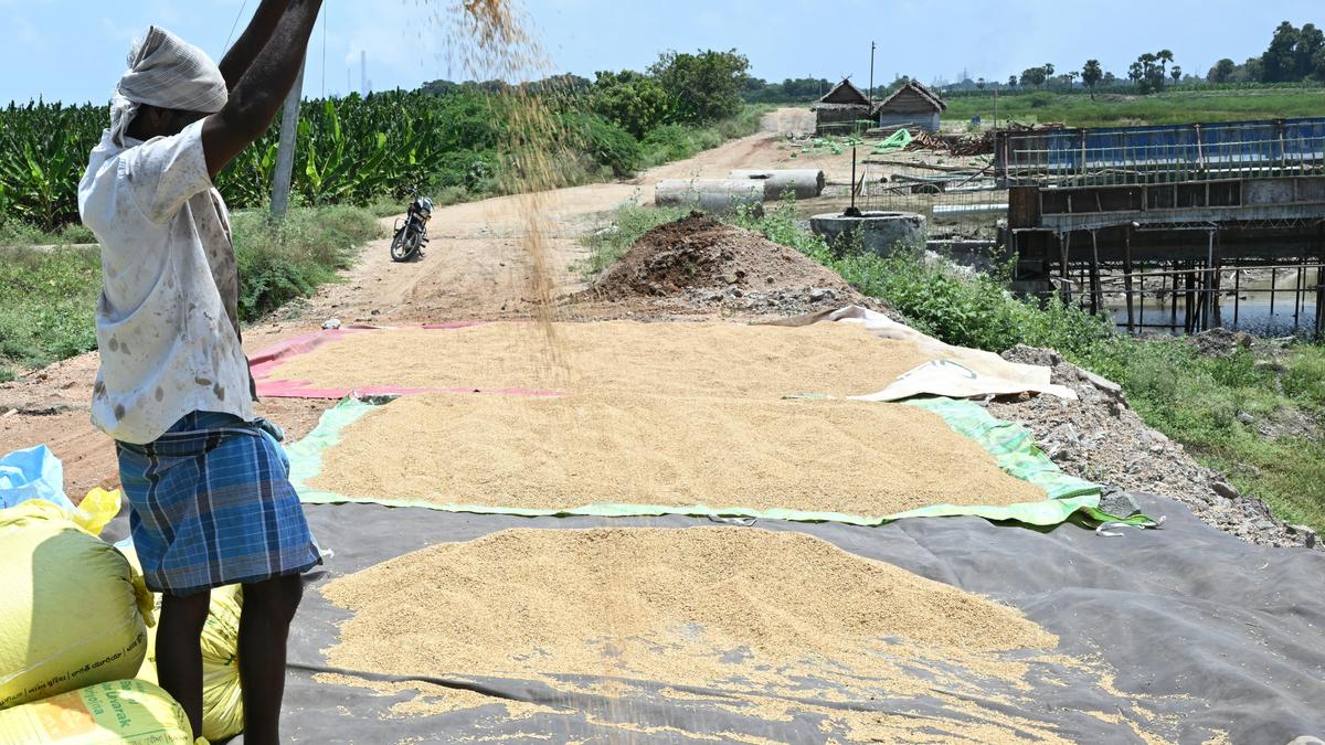  ‘Pisanam’ paddy harvest moves to top gear in  Thoothukudi