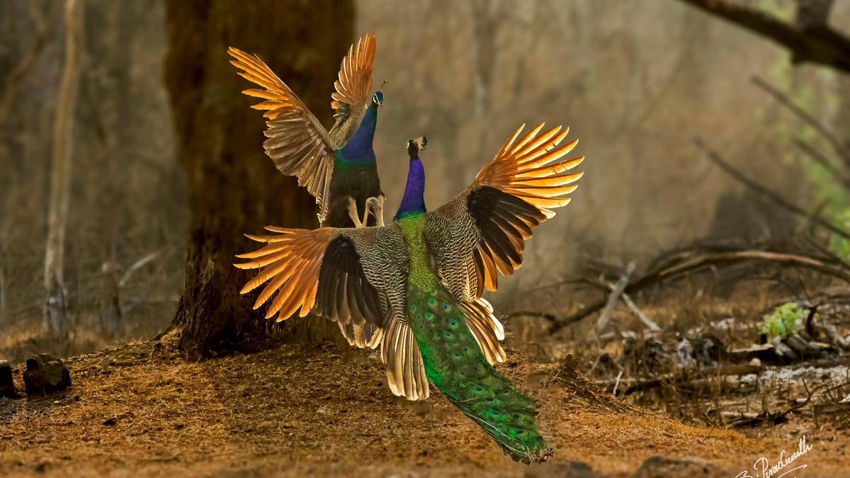 Exhibition of wildlife images by S Prashant reveal wealth of Nature’s riches in Karnataka