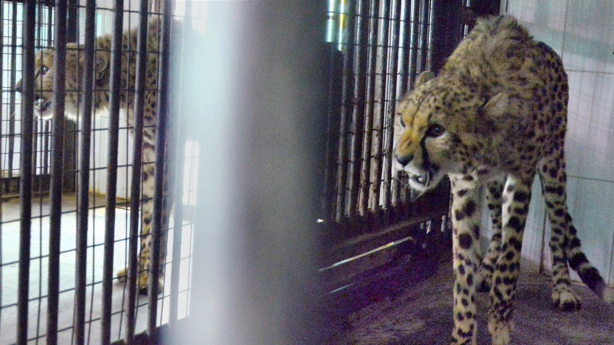 Hyderabad Nehru Zoological Park's only Cheetah 'Abdullah' dies of heart failure