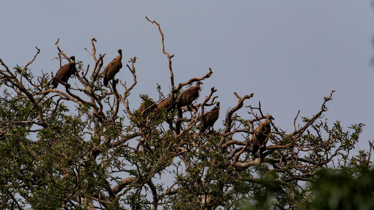 Experts say &lsquo;road transect&rsquo; method is most effective for vulture population estimation in Mudumalai Tiger Reserve