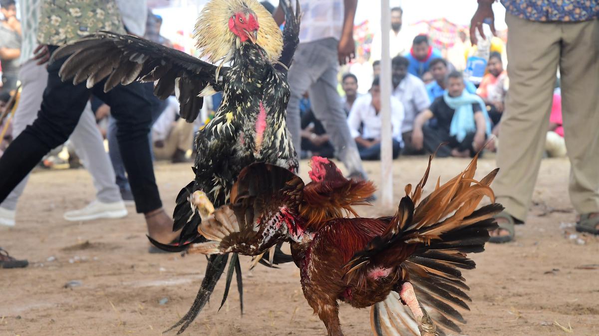 Ban goes unheeded as cockfights get huge patronage in villages on Day 1 of Sankranti festivities in Andhra Pradesh