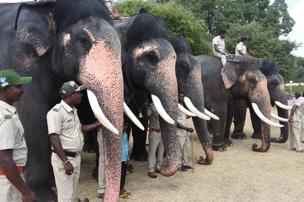 Elephants of Mysuru Dasara poised to carry forward the golden legacy - The  Hindu
