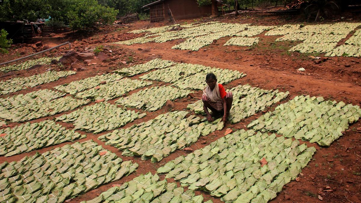 Bamboo and kendu power to the people