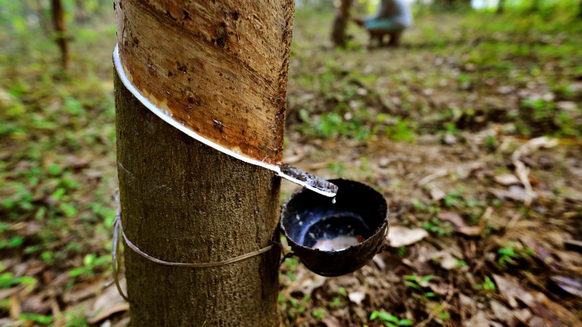 Rubber farmers call for introduction of GM plants amid price slump and pest attacks