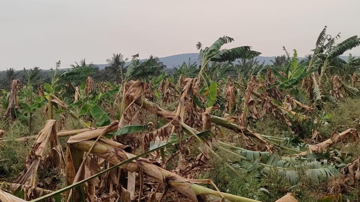 Rain damages plantations in Talavadi