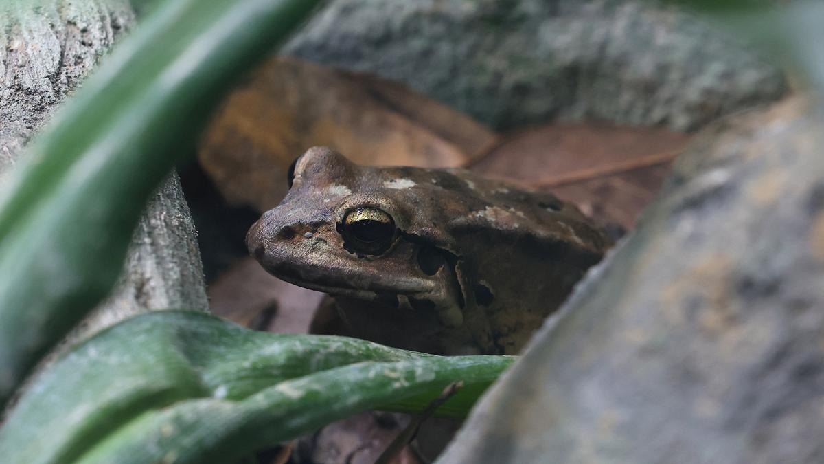 Tiny frog in Brazil emits screams that humans can’t hear