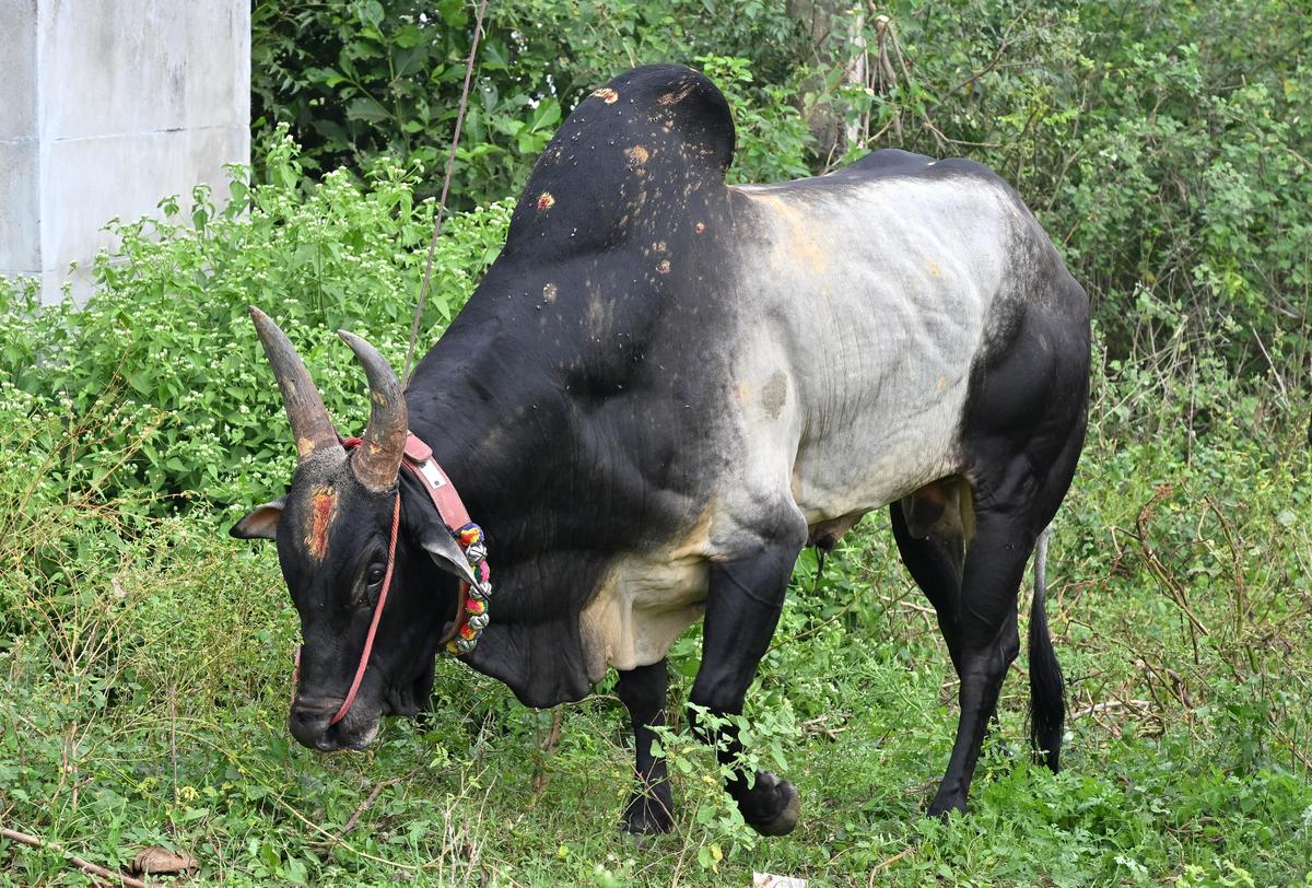 The Odungakudiyar Dargah temple bull grazing in Sekkipatti.