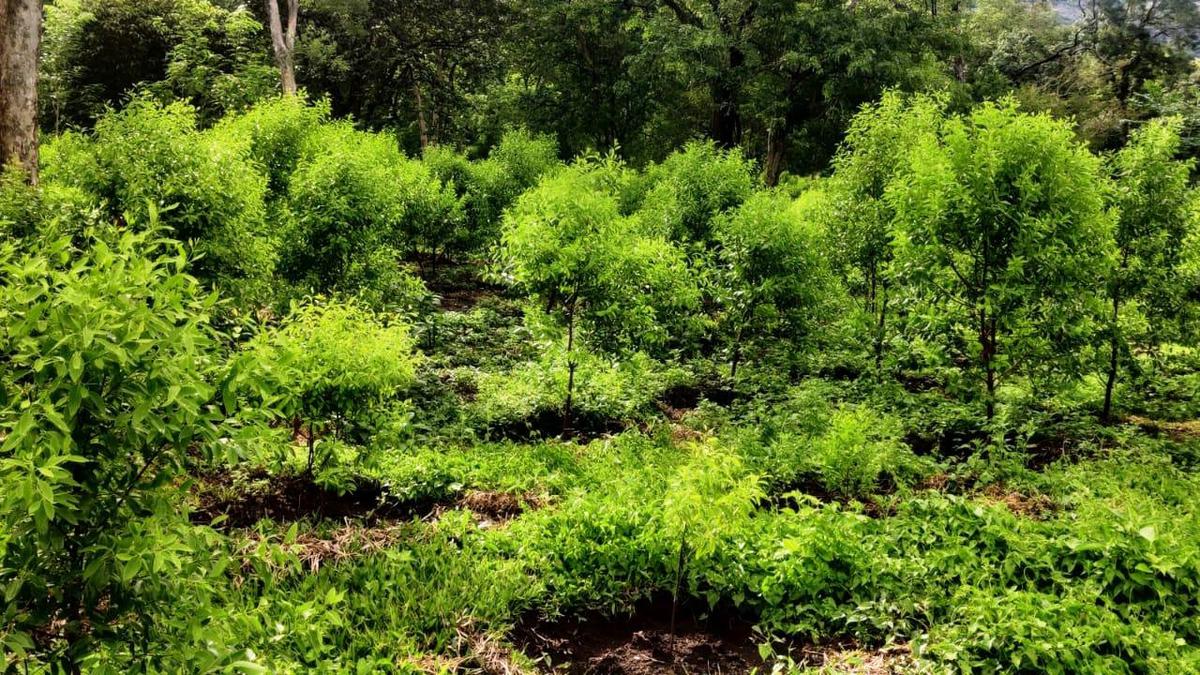 Dwindling Marayur reserve gets a fresh burst of sandalwood saplings