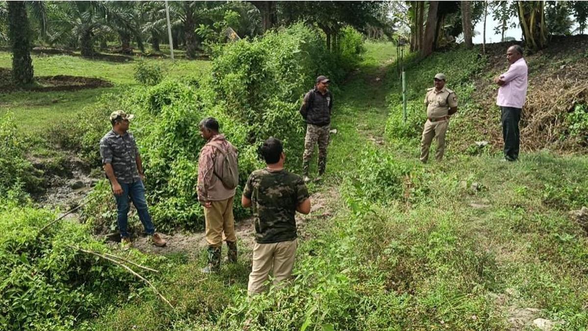 Tiger attacks in Karnataka: Combing operations stepped up in H.D. Kote-Sargur region