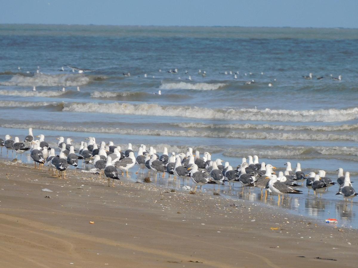Lesser Black-backed Gulls spotted along the Kodiyakkarai coast in Nagapattinam. 