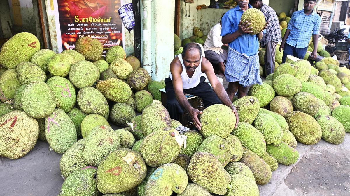 Demand for jackfruit soars in Madurai markets as festival fervour grips city