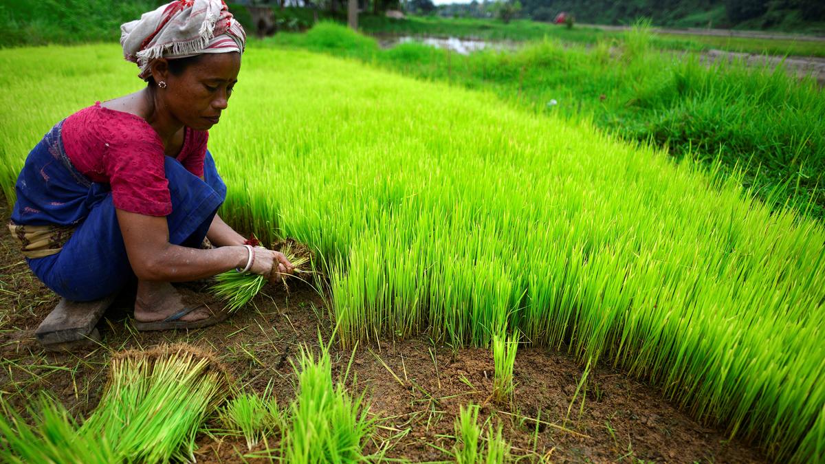 Holding up half the sky on India’s farms