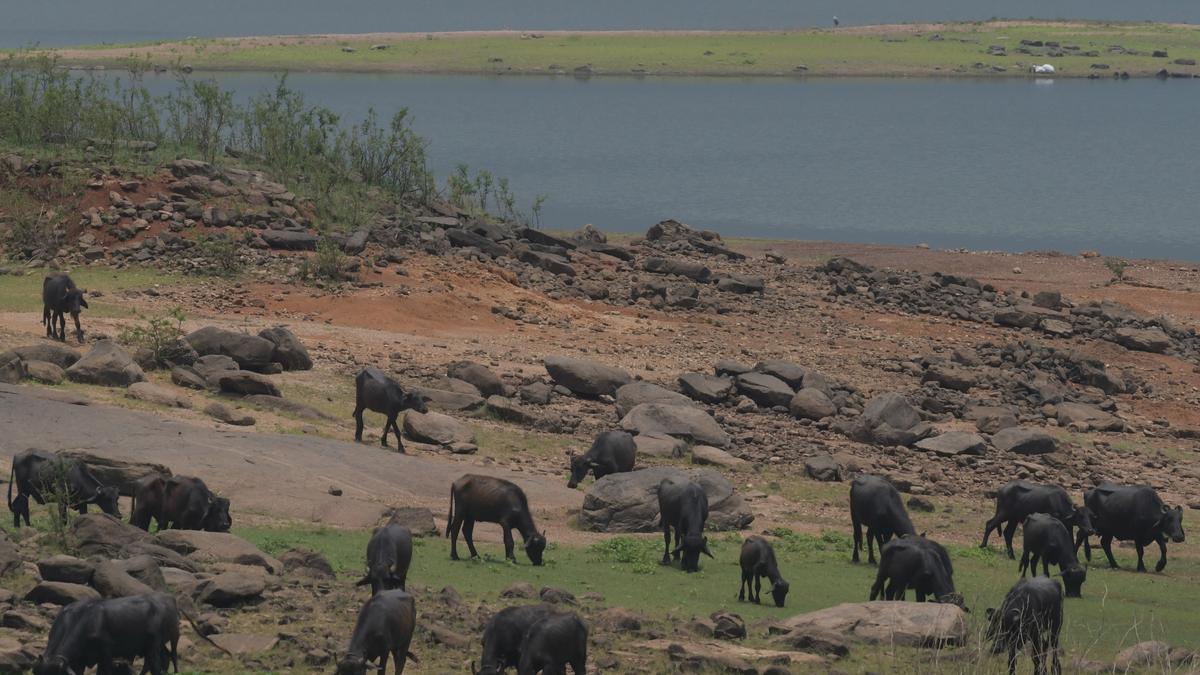 Storage in hydel dams dip as summer rainfall proves elusive