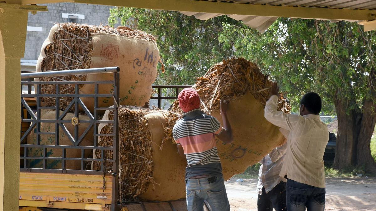 Tobacco auctions halted again as farmers protest sharp fall in prices