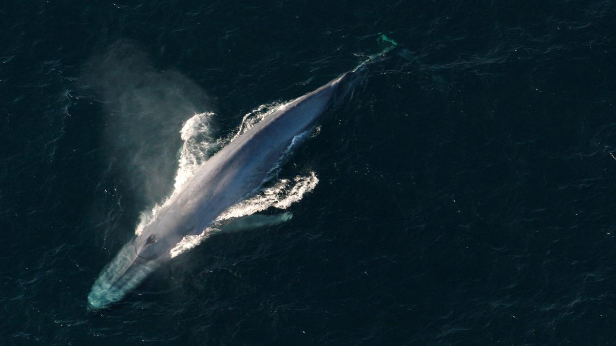 Blue whales make comeback near the Seychelles after 60 years
Premium