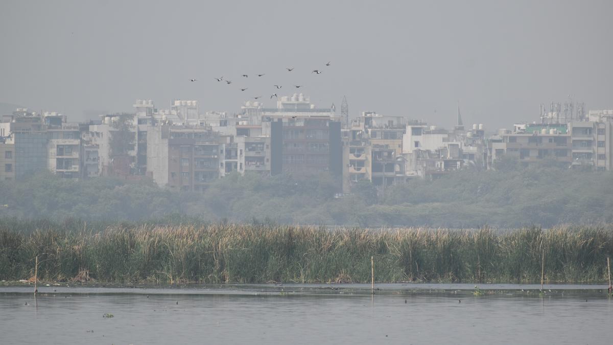 Why the decline of the Okhla Bird Sanctuary is a wake-up call for man’s relationship with Nature in urban areas