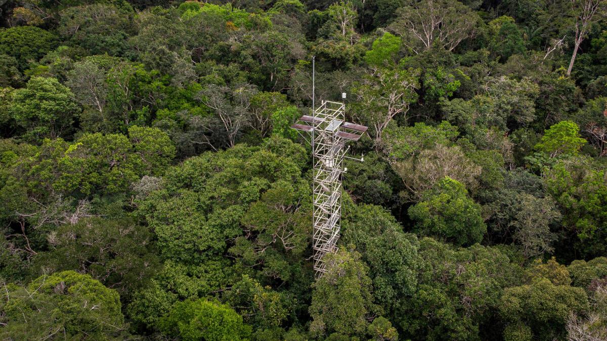 Rainforests — Beauty of the Planet, by Shruti Mahajan, The Climate  Company