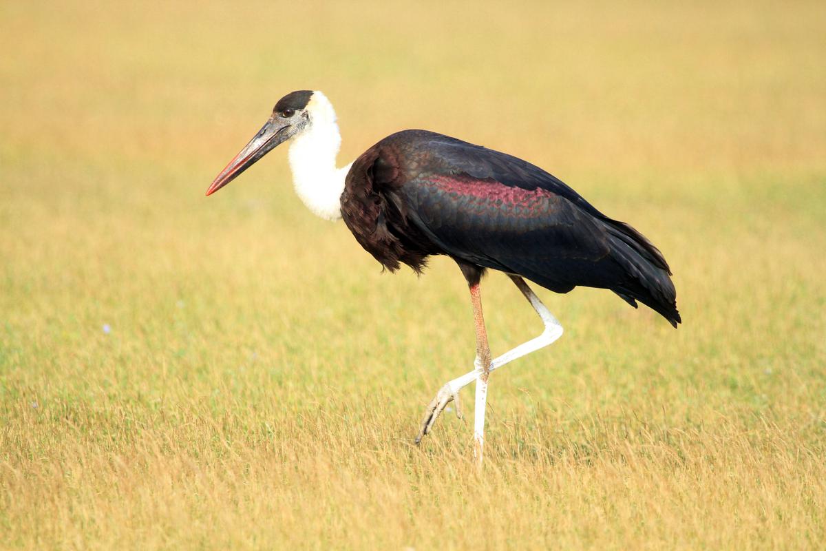 White-necked Stork