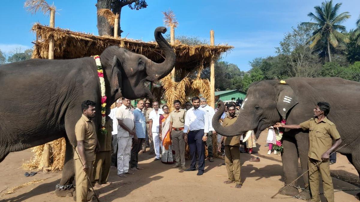 ‘Elephant Pongal’ celebrated in Kozhikamuthi camp of Anamalai Tiger Reserve