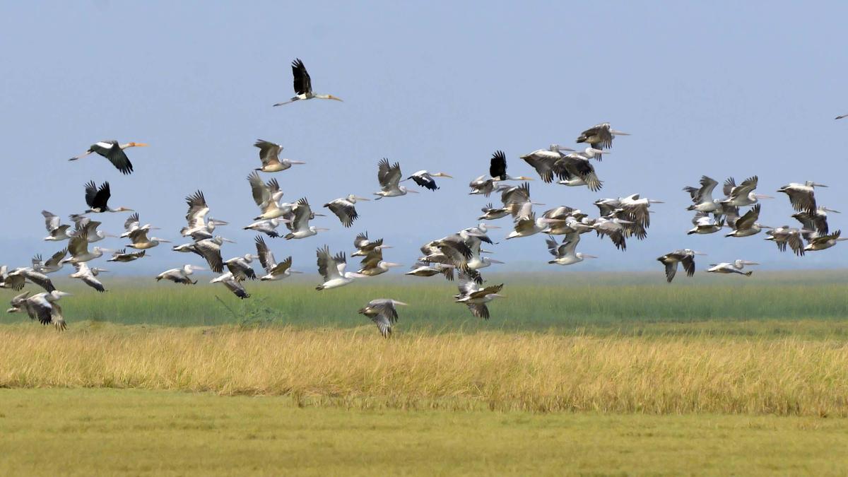 Puducherry government issues advisory after avian influenza detection in Chennai crow samples