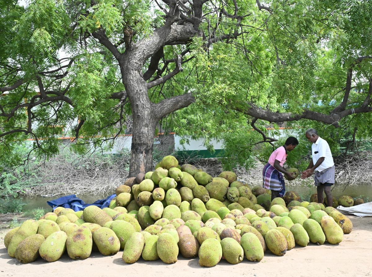 Local venders procuring jackfruits from Panruti
