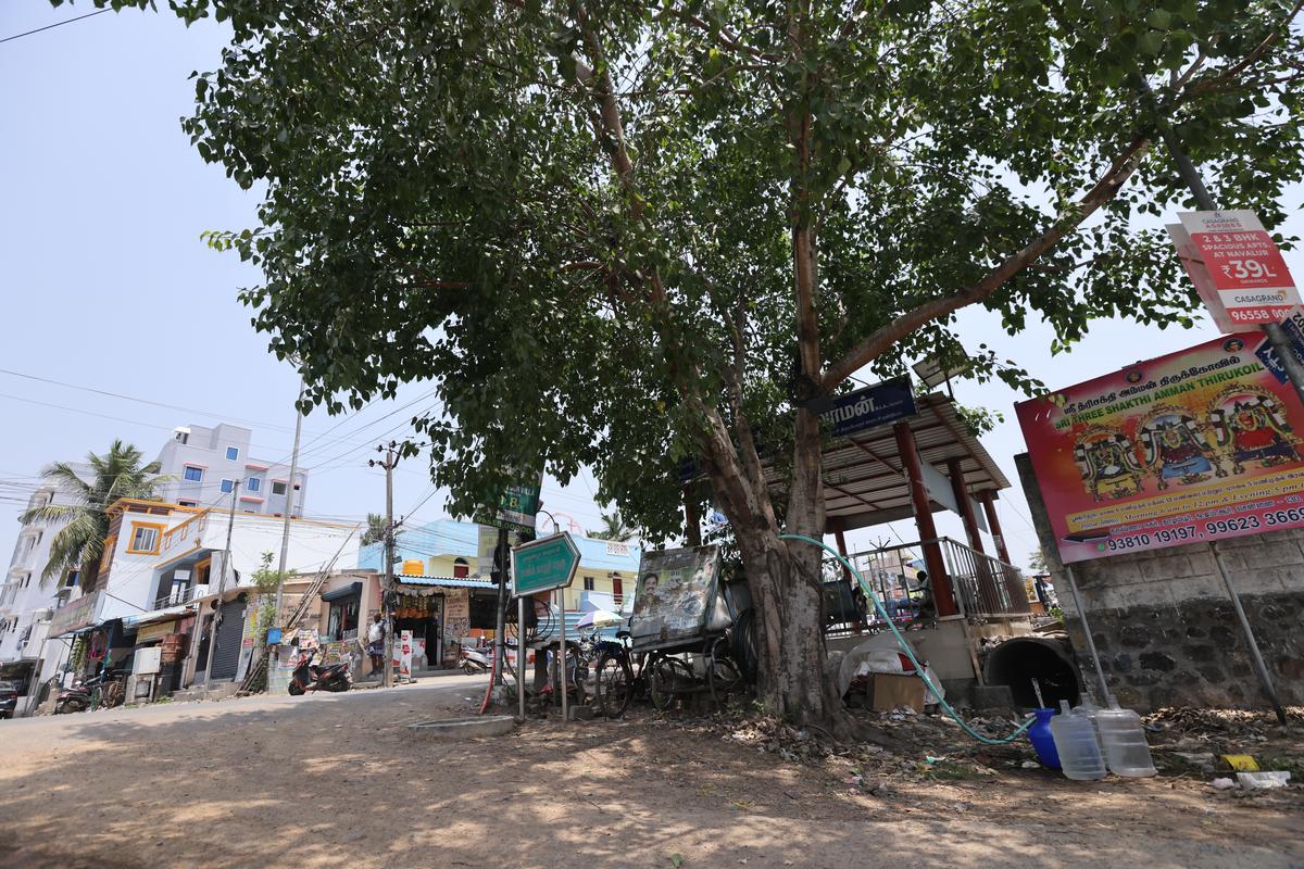 The peepal tree that has to be protected.