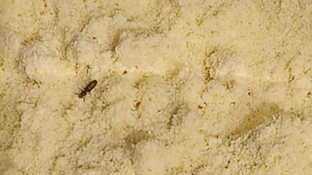 Pest-infested flour, decayed vegetables, meat waste found at Hyderabad’s Lulu Hypermarket during food safety inspection