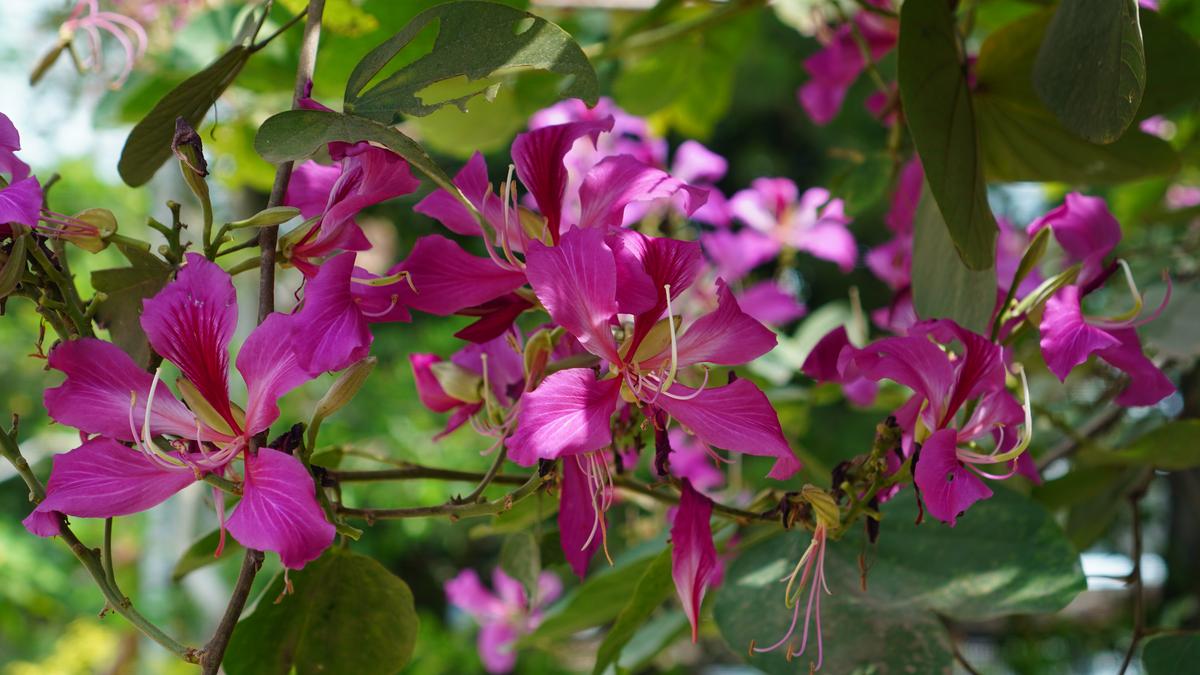 The pink flowers of the Bauhinia purpurea.