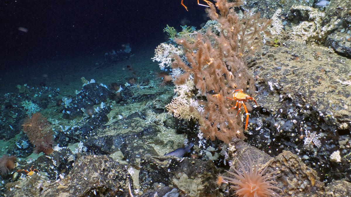 New coral reef discovered in Ecuador's Galapagos Islands